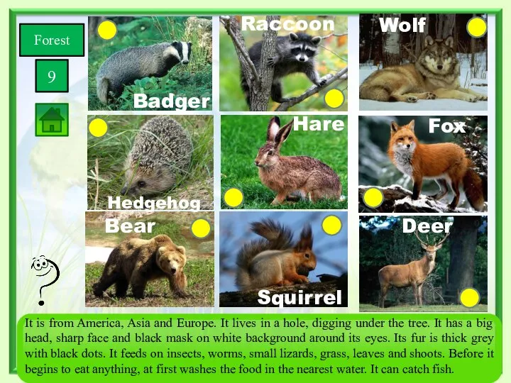 Forest 9 Squirrel Bear Wolf Fox Deer Hare Hedgehog Badger Raccoon