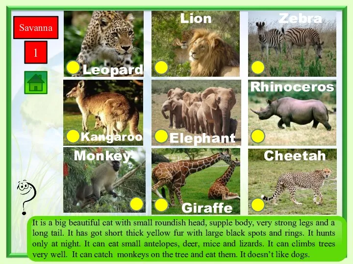 Savanna 1 Giraffe Monkey Zebra Rhinoceros Cheetah Elephant Kangaroo Leopard Lion