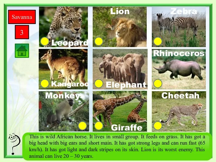 Savanna 3 Giraffe Monkey Zebra Rhinoceros Cheetah Elephant Kangaroo Leopard Lion