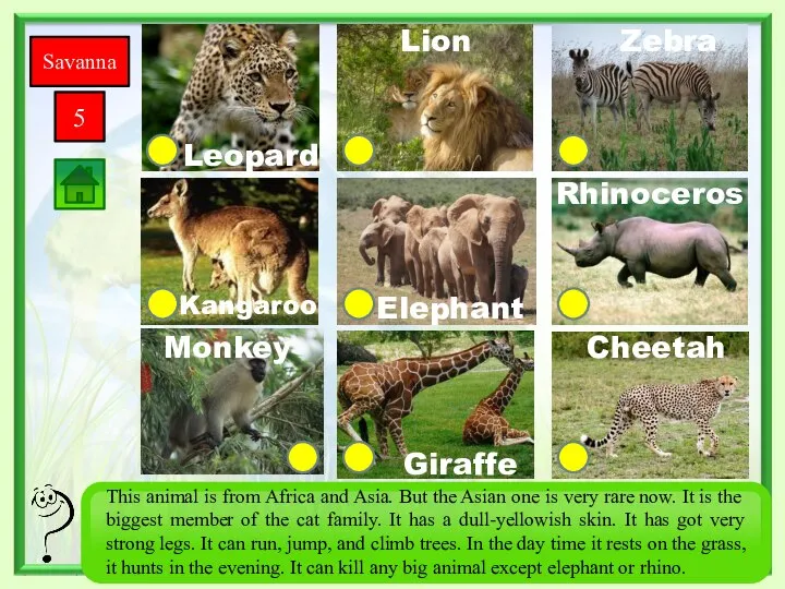 Savanna 5 Giraffe Monkey Zebra Rhinoceros Cheetah Elephant Kangaroo Leopard Lion