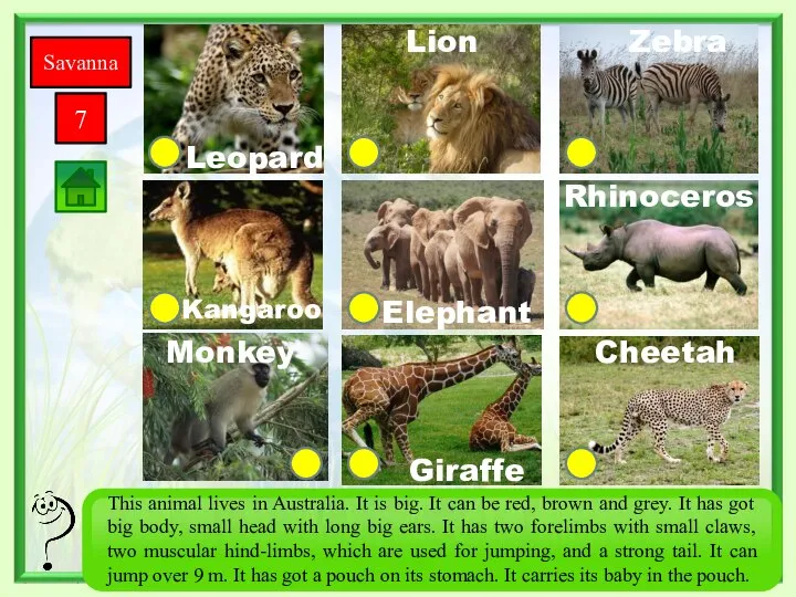 Savanna 7 Giraffe Monkey Zebra Rhinoceros Cheetah Elephant Kangaroo Leopard Lion