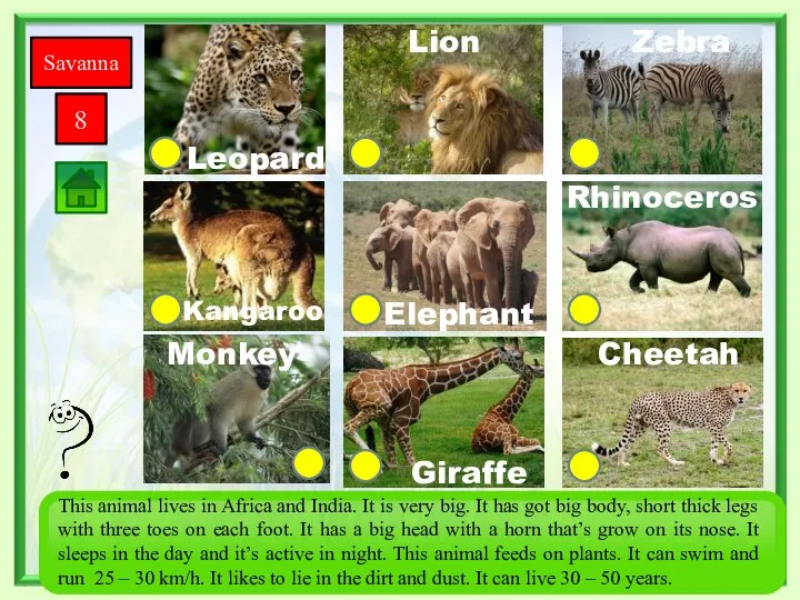 Savanna 8 Giraffe Monkey Zebra Rhinoceros Cheetah Elephant Kangaroo Leopard Lion