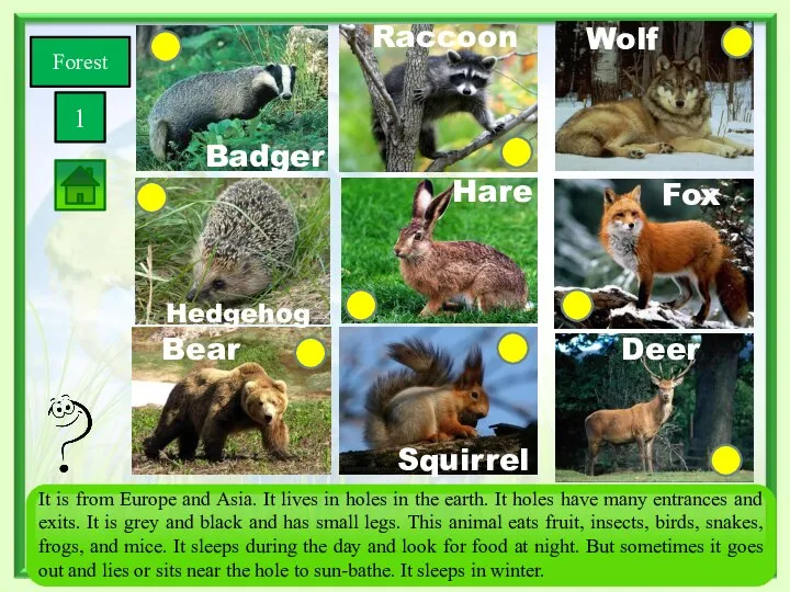 Forest 1 Squirrel Bear Wolf Fox Deer Hare Hedgehog Badger Raccoon