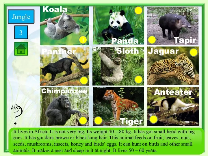 1 Savanna Tiger Chimpanzee Tapir Jaguar Anteater Sloth Koala Panda Jungle 3 Panther