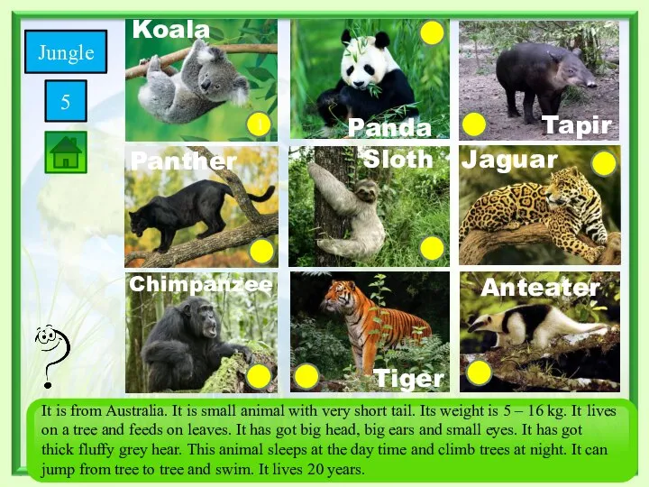 1 Savanna Tiger Chimpanzee Tapir Jaguar Anteater Sloth Koala Panda Jungle 5 Panther