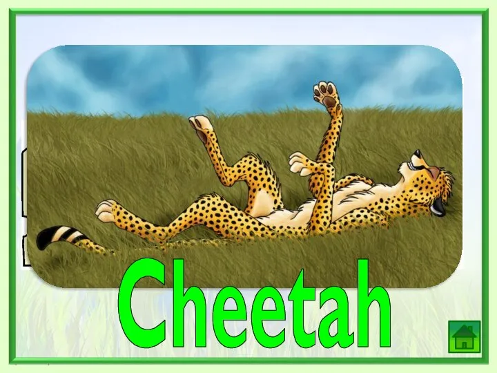 , , Cheetah