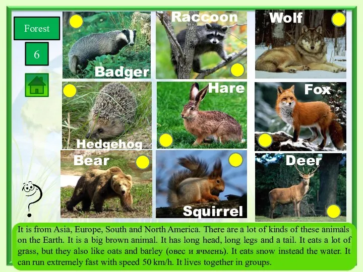 Forest 6 Squirrel Bear Wolf Fox Deer Hare Hedgehog Badger Raccoon