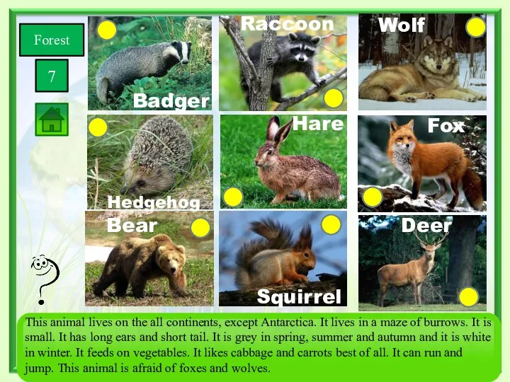 Forest 7 Squirrel Bear Wolf Fox Deer Hare Hedgehog Badger Raccoon