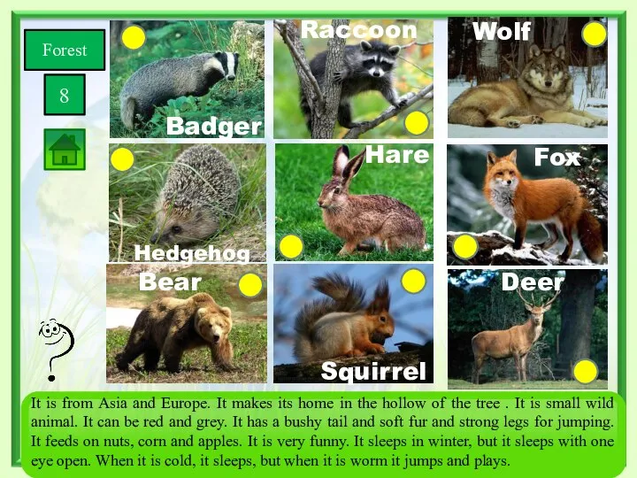 Forest 8 Squirrel Bear Wolf Fox Deer Hare Hedgehog Badger Raccoon