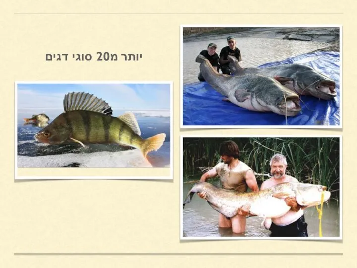 יותר מ20 סוגי דגים