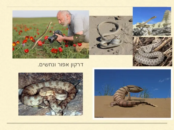 דרקון אפור ונחשים.