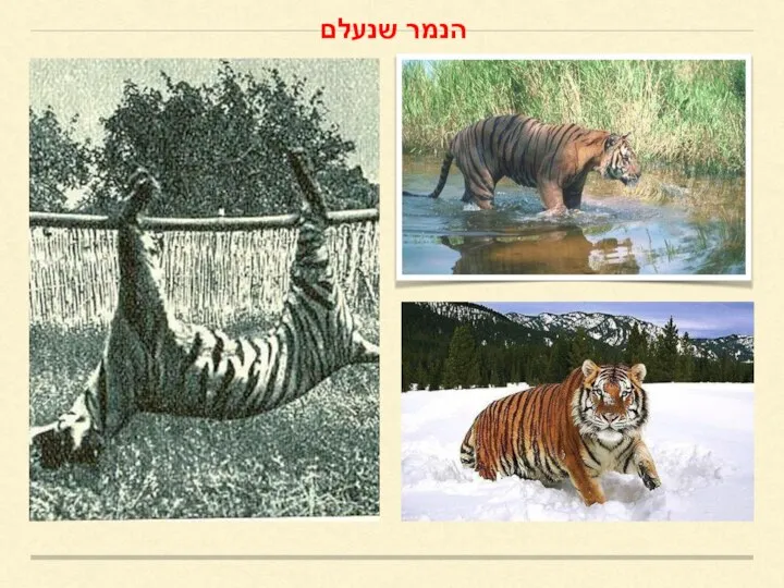 הנמר שנעלם