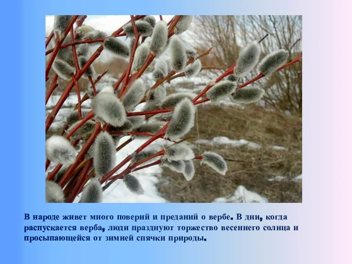 В народе живет много поверий и преданий о вербе. В дни, когда