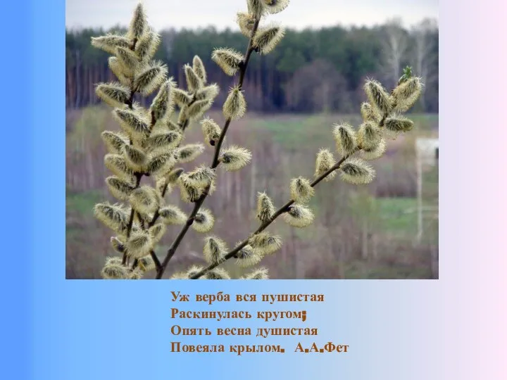 Уж верба вся пушистая Раскинулась кругом; Опять весна душистая Повеяла крылом. А.А.Фет