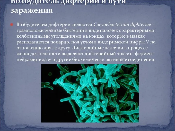 Возбудителем дифтерии являются Corynebacterium diphteriae – грамположительные бактерии в виде палочек с