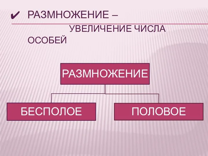 РАЗМНОЖЕНИЕ – УВЕЛИЧЕНИЕ ЧИСЛА ОСОБЕЙ