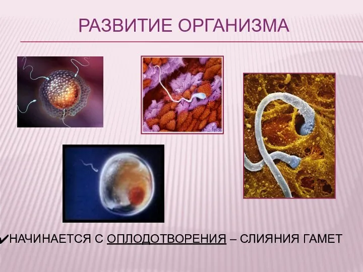 РАЗВИТИЕ ОРГАНИЗМА НАЧИНАЕТСЯ С ОПЛОДОТВОРЕНИЯ – СЛИЯНИЯ ГАМЕТ