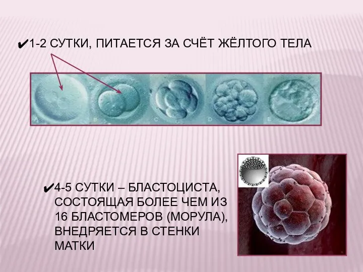 1-2 СУТКИ, ПИТАЕТСЯ ЗА СЧЁТ ЖЁЛТОГО ТЕЛА 4-5 СУТКИ – БЛАСТОЦИСТА, СОСТОЯЩАЯ