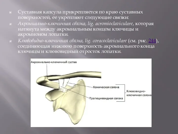 Суставная капсула прикрепляется по краю суставных поверхностей, ее укрепляют следующие связки: Акромиально-ключичная