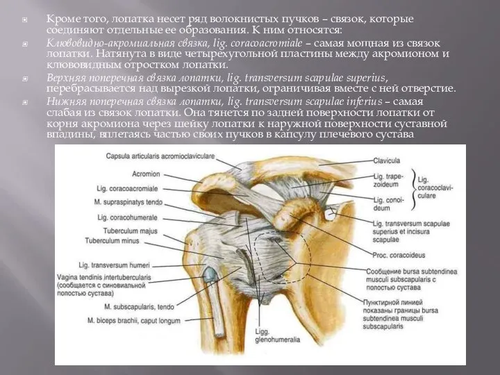 Кроме того, лопатка несет ряд волокнистых пучков – связок, которые соединяют отдельные