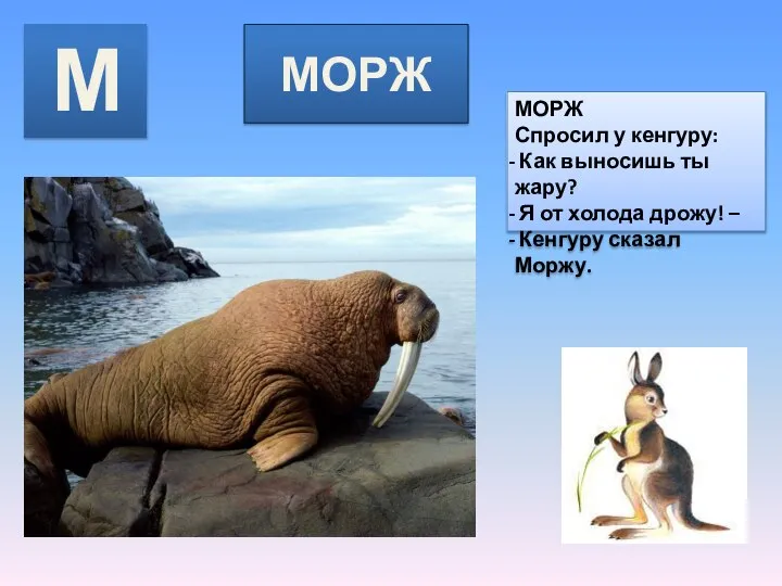 МОРЖ МОРЖ Спросил у кенгуру: Как выносишь ты жару? Я от холода