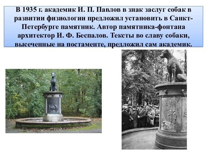 В 1935 г. академик И. П. Павлов в знак заслуг собак в