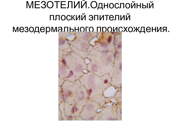 МЕЗОТЕЛИЙ.Однослойный плоский эпителий мезодермального происхождения.