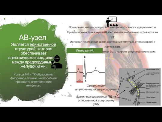 АВ-узел Является единственной структурой, которая обеспечивает электрическое соединение между предсердиями и желудочками.