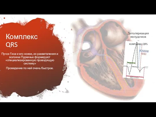 Комплекс QRS Пучок Гиса и его ножки, их разветвления и волокна Пуркинье