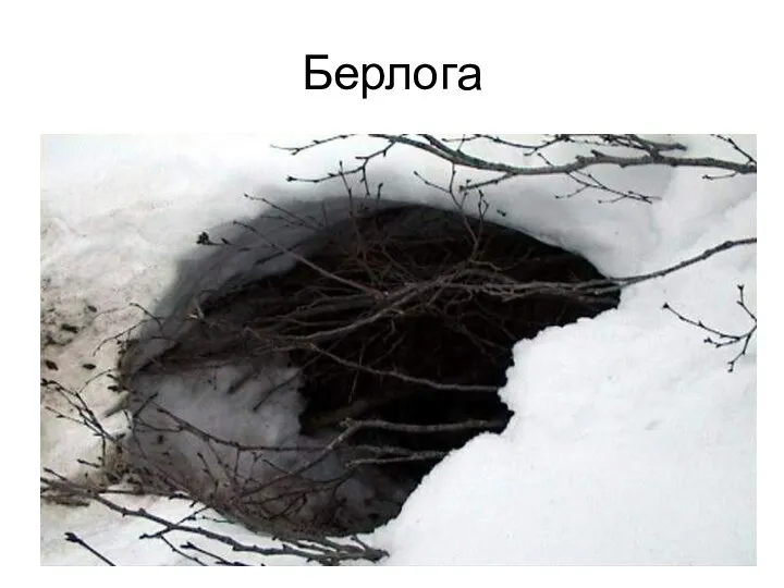 Берлога