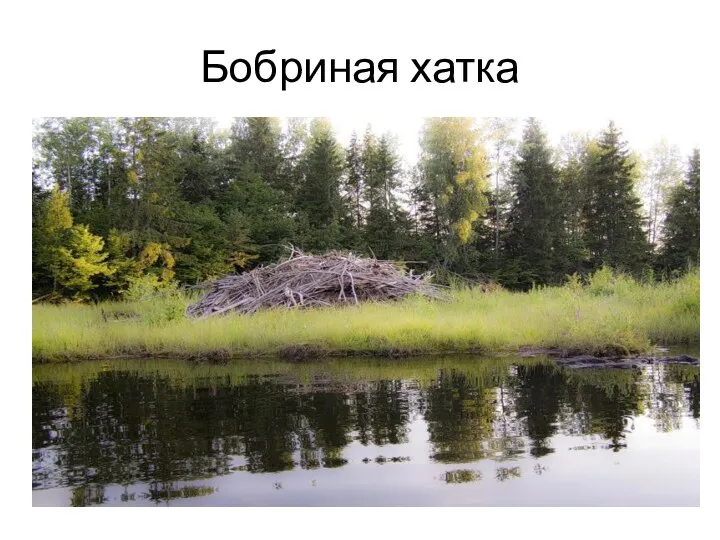 Бобриная хатка