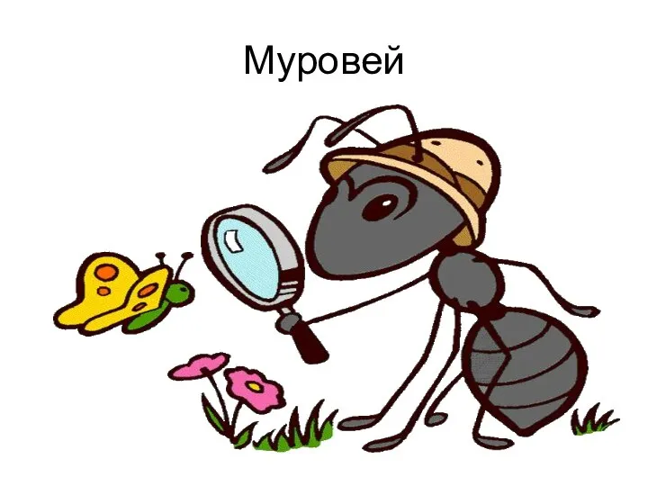 Муровей