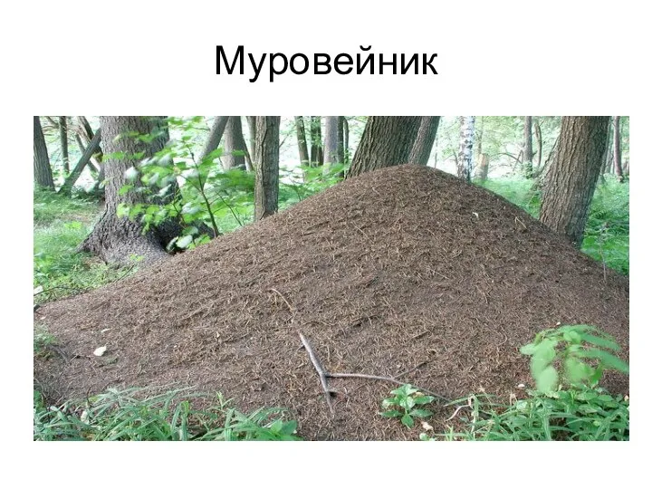 Муровейник