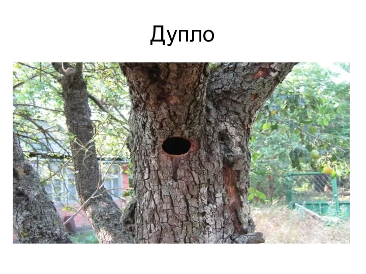 Дупло