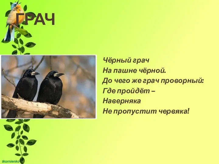 ГРАЧ Чёрный грач На пашне чёрной. До чего же грач проворный: Где