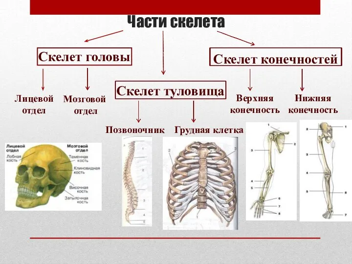 Части скелета Скелет головы Скелет туловища Скелет конечностей Лицевой отдел Мозговой отдел