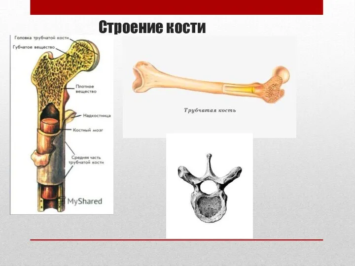 Строение кости