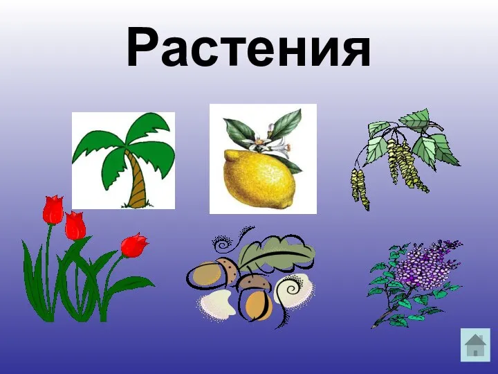 Растения