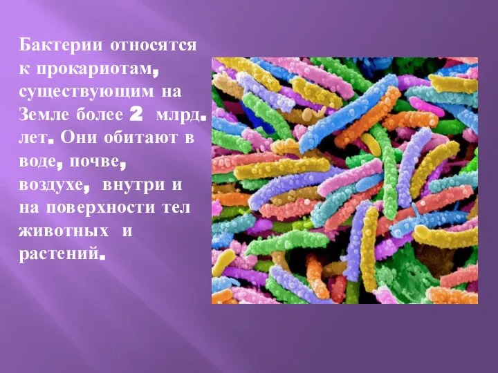 Бактерии относятся к прокариотам, существующим на Земле более 2 млрд. лет. Они