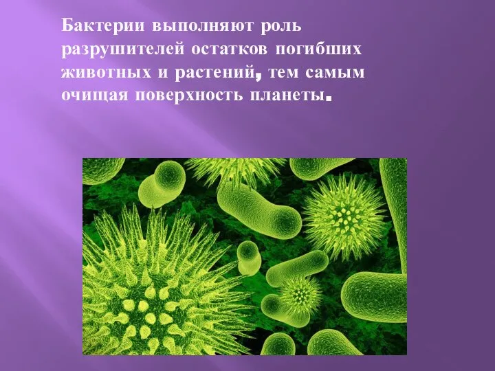 Бактерии выполняют роль разрушителей остатков погибших животных и растений, тем самым очищая поверхность планеты.