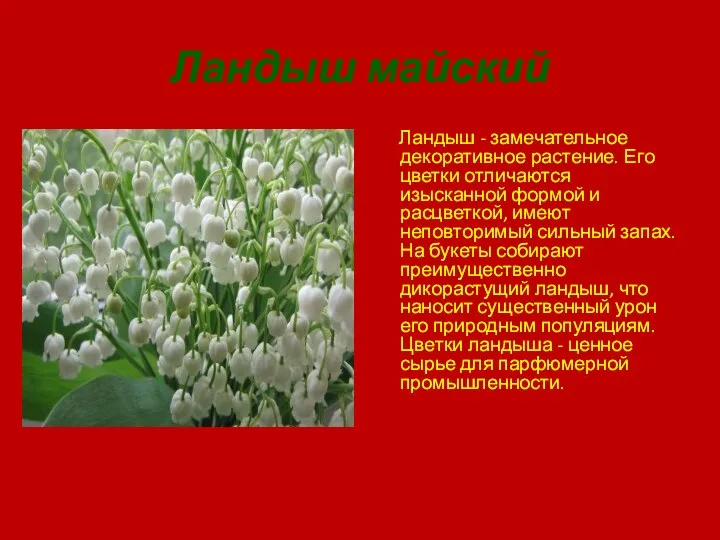 Ландыш майский Ландыш - замечательное декоративное растение. Его цветки отличаются изысканной формой