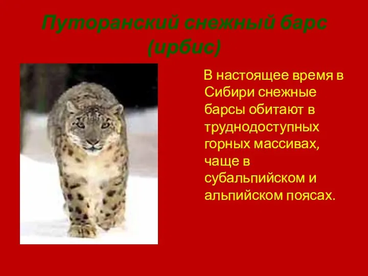 Путоранский снежный барс(ирбис) В настоящее время в Сибири снежные барсы обитают в