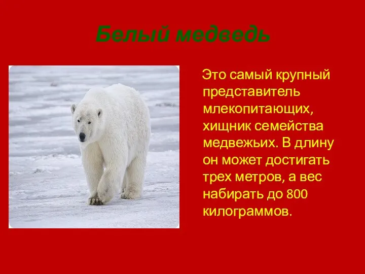 Белый медведь Это самый крупный представитель млекопитающих, хищник семейства медвежьих. В длину