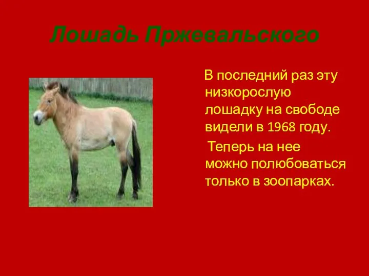 Лошадь Пржевальского В последний раз эту низкорослую лошадку на свободе видели в
