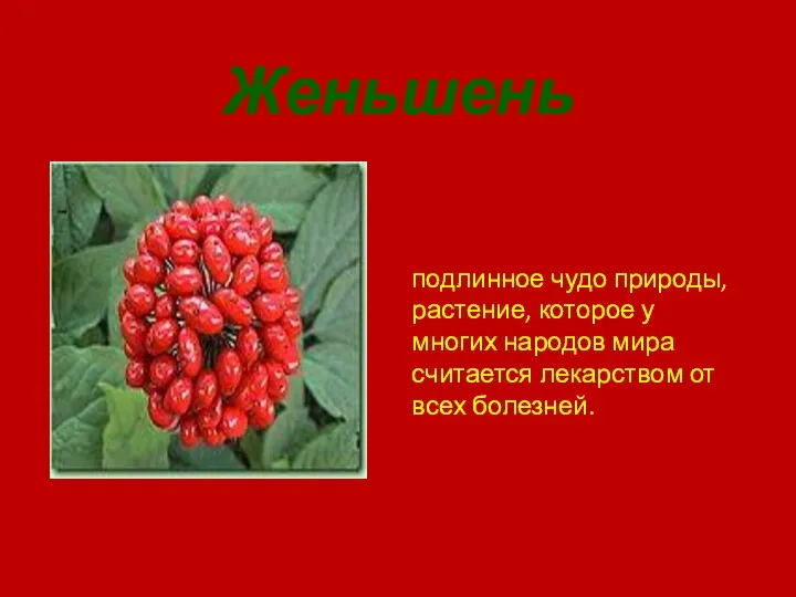 Женьшень подлинное чудо природы, растение, которое у многих народов мира считается лекарством от всех болезней.