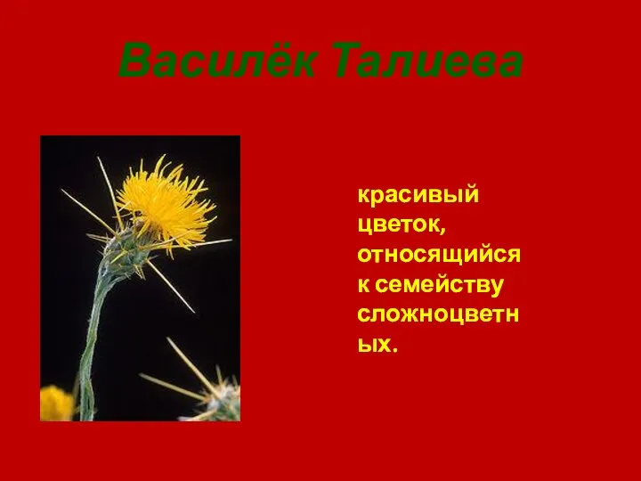Василёк Талиева красивый цветок, относящийся к семейству сложноцветных.
