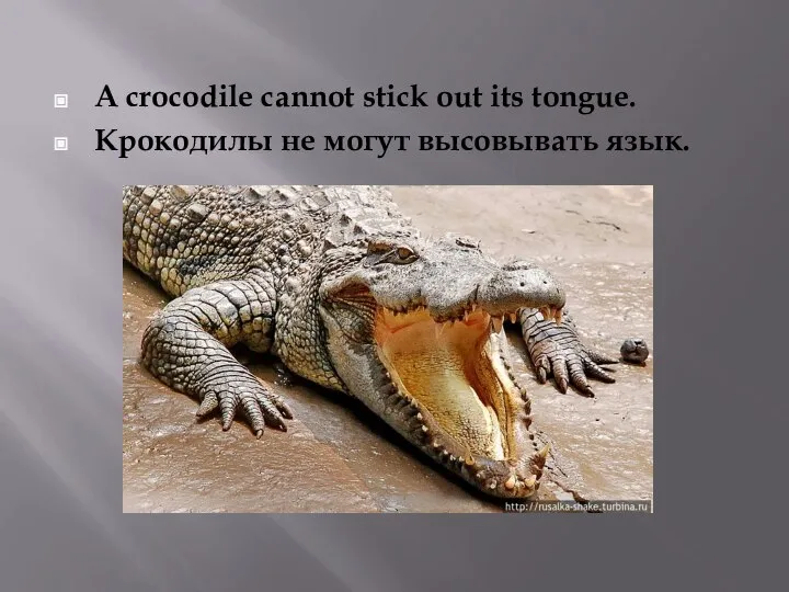 A crocodile cannot stick out its tongue. Крокодилы не могут высовывать язык.