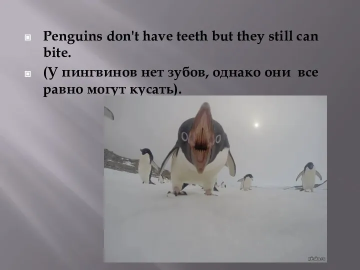 Penguins don't have teeth but they still can bite. (У пингвинов нет