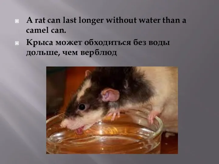A rat can last longer without water than a camel can. Крыса