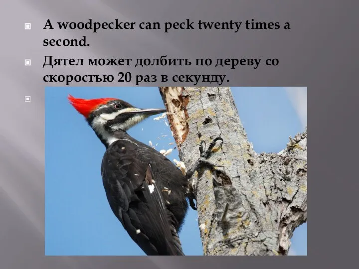 A woodpecker can peck twenty times a second. Дятел может долбить по